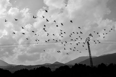 Group of Pigeons